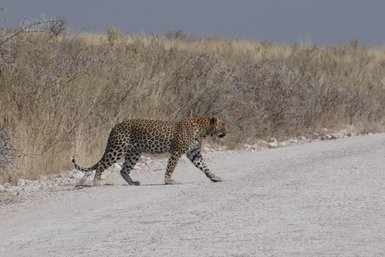Ein Leopard überquert gemütlich eine staubige Straße - Namibia Rundreise mit Kindern