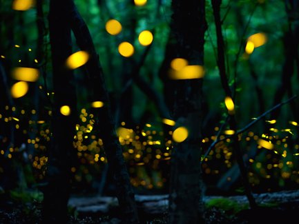 In einem dunklen Wald leuchten zahlreiche Glühwürmchen, die eine magische Atmosphäre schaffen und die Umgebung erhellen.