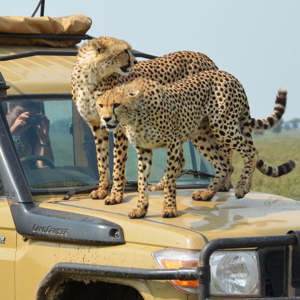 Geparden klettern auf ein geparktes Safarifahrzeug – Tansania mit Kindern