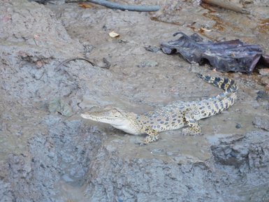 Ein junger Krokodil liegt auf dem schlammigen Boden, umgeben von trockenen Blättern und Ästen in einer natürlichen Umgebung.