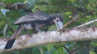 Ein Nashornvogel sitzt auf einem Ast im tropischen Regenwald – Malaysia & Borneo Reise mit Kindern