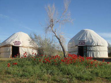 Zwei traditionelle Jurten stehen in einer blühenden Wiese mit roten Blumen, unter einem strahlend blauen Himmel.