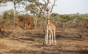 Giraffen in natürlicher Umgebung - Uganda for Family & Teens - Uganda mit Kindern und Jugendlichen
