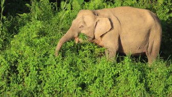 Borneo-Zwergelefant wandert durch das üppige Regenwaldgebiet – Malaysia & Borneo Reise mit Kindern