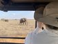 Elefantenbeobachtung auf Safari - Kenia Familienurlaub