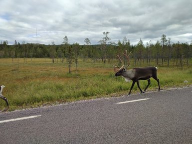 Ein Rentier mit beeindruckenden Geweihen wandert entlang einer Straße, umgeben von grünen Wiesen und Bäumen.