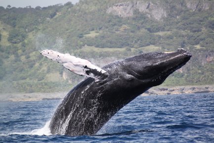 Ein Buckelwal springt majestätisch aus dem Wasser, während die Sonne auf die Wellen scheint und die Küste im Hintergrund sichtbar ist.