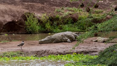 Ein Krokodil liegt entspannt am Ufer eines Gewässers, während ein Vogel in der Nähe umherläuft und nach Nahrung sucht.