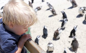 Kind beobachtet Pinguine am Boulders Beach – Garden Route Reise mit Kindern