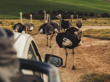 Besucher erkunden die Safari Ostrich Farm bei Oudtshoorn – Südafrika mit Kindern