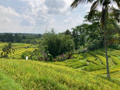 Malerische Teeplantagen und grüne Hügel rund um Ubud – Bali Reise mit Kindern
