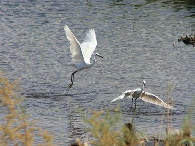 Vögel in Azraq - Jordanien Familienurlaub
