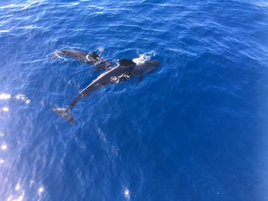 Zwei Delfine schwimmen spielerisch in den tiefblauen Gewässern, während Sonnenlicht auf der Wasseroberfläche glitzert.