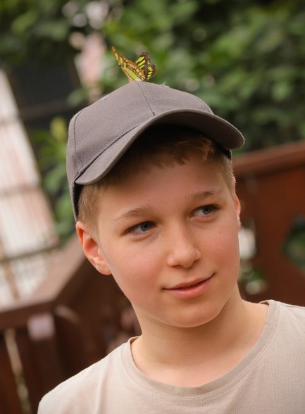 Bunte Schmetterlinge im Schmetterlingsgarten des Eco Centro Danaus – Costa Rica Familienurlaub