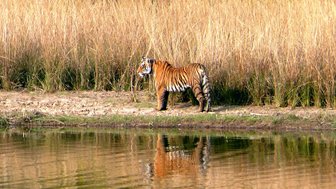 Ein Bengalischer Tiger steht majestätisch am Ufer eines ruhigen Gewässers, umgeben von hohem, trockenem Gras.