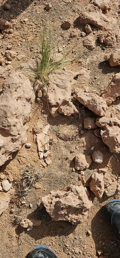 Eine trockene Landschaft mit Steinen und Gras, in der Nähe sind Fossilien sichtbar, die in den Boden eingebettet sind.