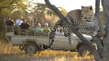 Eine Reisegruppe beobachtet aus einem Safarijeep einen Leopard der im Baum liegt - Namibia mit Kindern