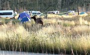 Elch auf Campingplatz - Westkanada Camping for family - Campen in Westkanada mit Kindern 