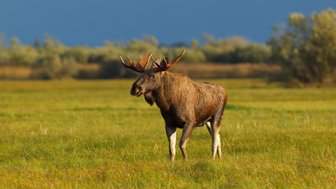 Ein majestätischer Elch steht in einem weiten, grünen Feld, umgeben von sanften Hügeln und einem dramatischen Himmel.
