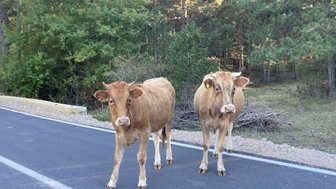 Zwei braune Kühe stehen auf einer Straße, umgeben von Bäumen und einem ruhigen, ländlichen Hintergrund.