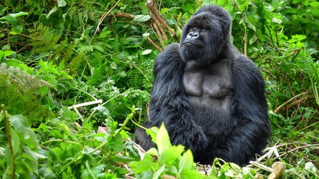 Ein majestätischer Gorilla sitzt inmitten üppiger, grüner Vegetation und blickt nachdenklich in die Ferne.