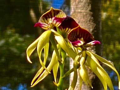 Clamshell-Orchidee mit detailreichen Blütenblättern im tropischen Regenwald – Mexiko mit Kindern