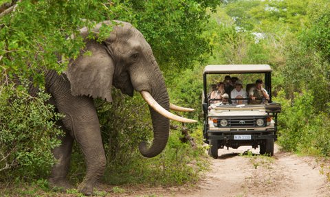 Ein Elefant wird während einer Safari-Pirschfahrt im Kruger Nationalpark entdeckt – Südafrika Familienreise
