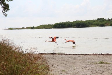 Zwei rosafarbene Flamingos waten durch das flache Wasser des Rio Lagartos Naturreservats – Mexiko Familienreise