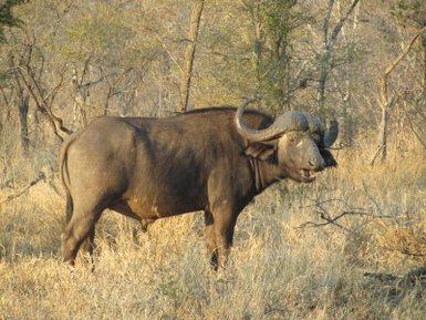Büffel steht aufmerksam in der offenen Landschaft Südafrikas – Südafrika Reise mit Kindern