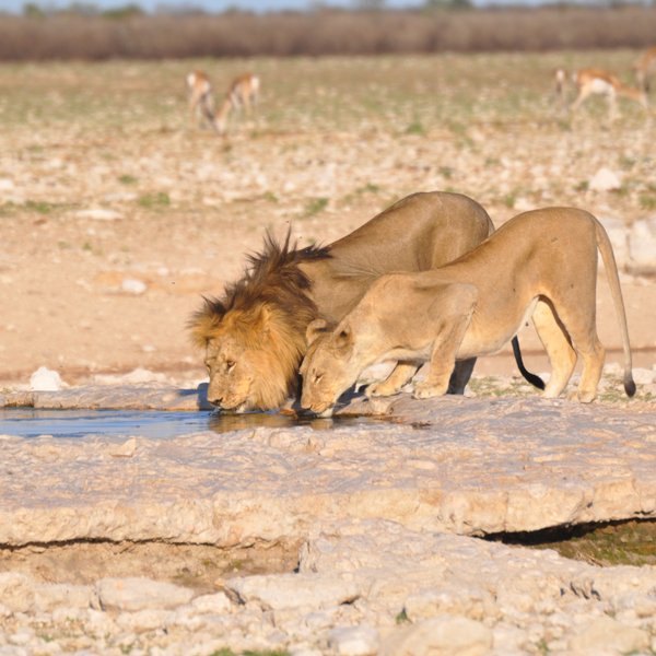 Zwei Löwen trinken aufmerksam aus einem Wasserloch - Namibia mit Kindern