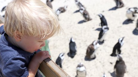 Kind beobachtet Pinguine am Boulders Beach – Garden Route Reise mit Kindern