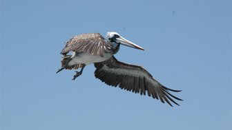 Ein brauner Pelikan schwebt majestätisch durch den klaren blauen Himmel, seine Flügel weit ausgebreitet.