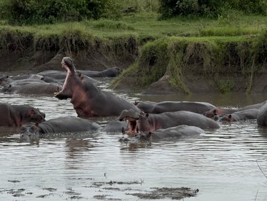 Gruppe von Flusspferden im Wasserbecken des Serengeti-Nationalparks – Tansania Familienreise