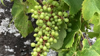 Eine Traubenrispe mit vielen grünen, unreifen Trauben hängt an einem Weinblatt vor einer steinernen Wand.
