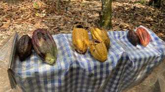Auf einem karierten Tuch liegen verschiedene Kakaofrüchte in unterschiedlichen Farben, umgeben von einem Waldboden aus Laub.