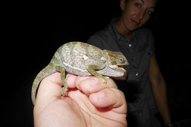 Ein Mensch hält ein lebendes Chamäleon in der Hand, während eine andere Person im Hintergrund leicht lächelt.