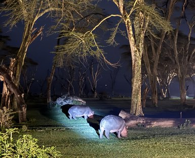 Zwei Nilpferde grasen friedlich im Dunkeln, umgeben von hohen Bäumen und sanftem Licht, das die Szene beleuchtet.