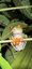 Ein grüner Frosch sitzt auf einem Ast umgeben von Blättern - Costa Rica for family individuell - Costa Rica mit Kindern