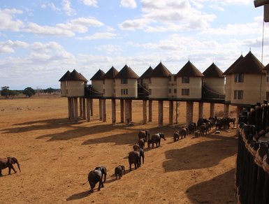 Eine Gruppe von Elefanten wandert durch die trockene Savanne, während ein einzigartiges Lodge-Gebäude im Hintergrund steht.
