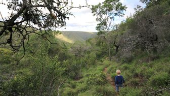 Kleines Kind bei einer Wanderung durch die Natur im Kariega Game Reserve – Garden Route mit Kindern