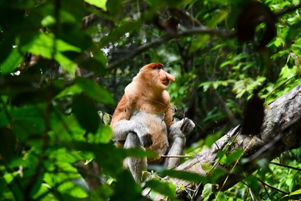 Nasenaffe sitzt aufmerksam auf einem Baum im Bako Nationalpark – Malaysia & Borneo Reise mit Kindern