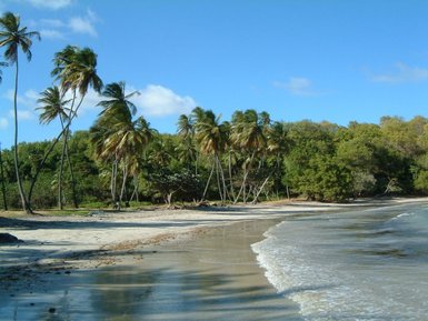 Ein ruhiger Strand mit sanften Wellen, umgeben von hohen Palmen und üppigem Grün unter einem strahlend blauen Himmel.