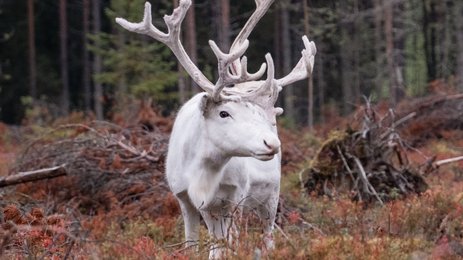 Rentiert im Wald - Finnland mit Kindern