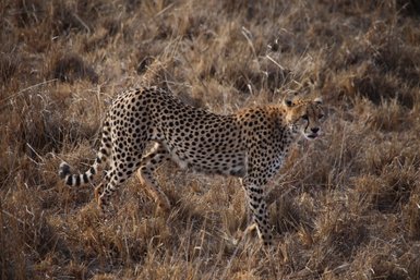 Ein Gepard mit auffälligem geflecktem Fell bewegt sich durch das trockene, goldene Gras der Savanne.