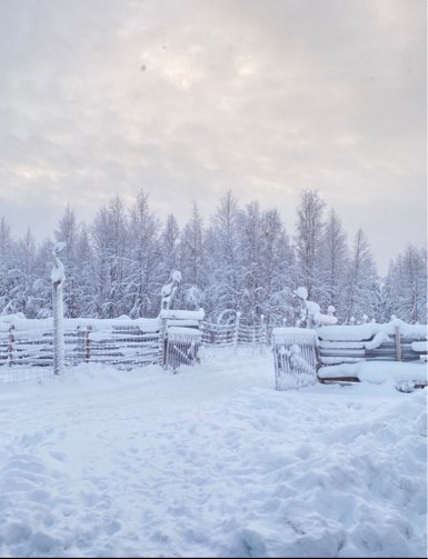 Eine verschneite Landschaft mit hohen, schneebedeckten Bäumen und einem Zaun, der den Weg in die Winterlandschaft markiert.