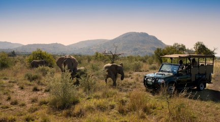 Eine Gruppe von Elefanten wandert durch die savannenartige Landschaft, während ein Geländewagen in der Nähe parkt.