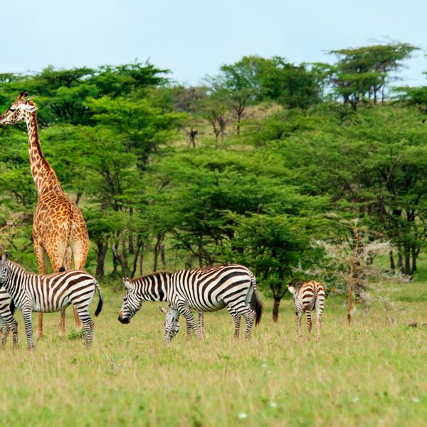 Eine Giraffe steht majestätisch im Hintergrund, während mehrere Zebras friedlich im Gras grasen.