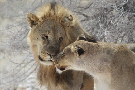Ein majestätischer Löwe und eine Löwin stehen eng beieinander und zeigen Zuneigung in der afrikanischen Savanne.
