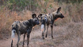 Zwei Afrikanische Wildhunde stehen aufmerksam in der Savanne – Südafrika Familienreise