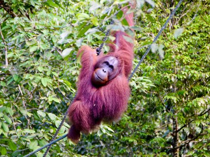Ein Orang-Utan schwingt sich im Semenggoh Wildlife Center – Malaysia & Borneo Reise mit Kindern